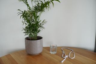 A Chamaedorea elegans (Parlor Palm) on the left, with a glass of water (Middle) and a cotton rope on the right