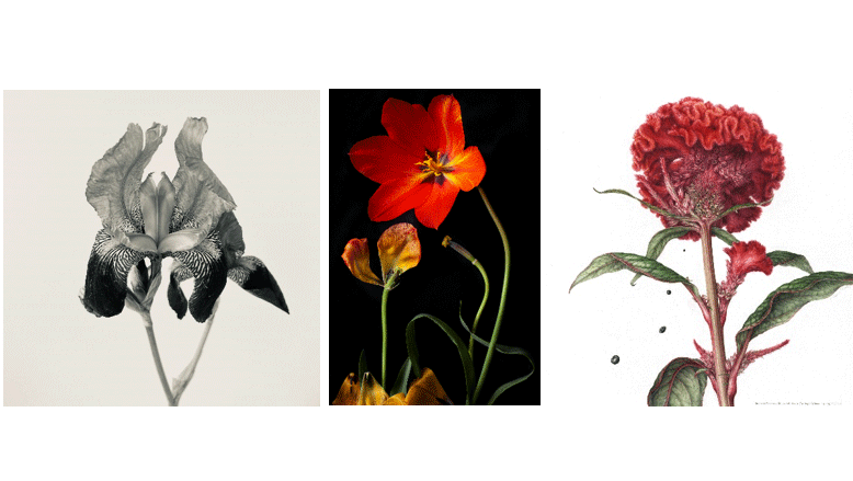 (Images left to right Iris germanica #3623 © Libby Ellie, El Nino Garden Construct Series #139 © Benn Storey, Celosia agentea var. cristata (Cristata Group) &#039;Kurume Kouki&#039; (Kurume Series) © Yuko Saito