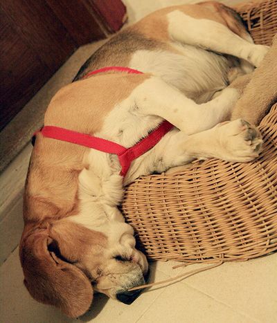 Dog breed, Dog, Carnivore, Comfort, Pet supply, Dog supply, Fawn, Companion dog, Working animal, Sporting Group,