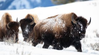 Bison in snow at Yellowstone National Park