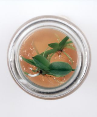 Orchid seedlings in jar