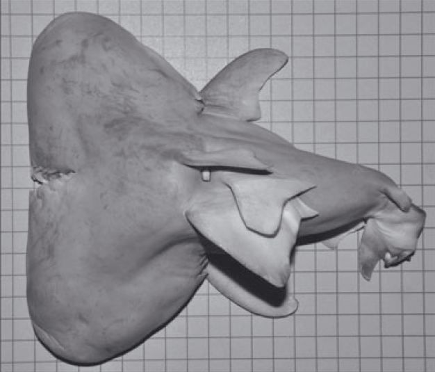 The two-headed bull shark fetus. It&#039;s about 8 inches (20 centimeters) from head to head. 