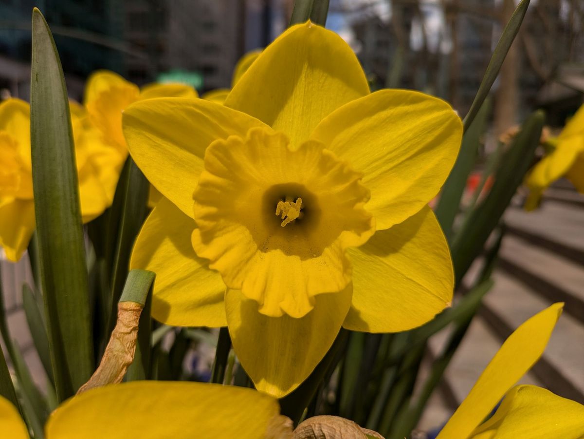 Google Pixel 8a macro sample.