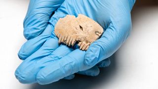 A person wearing gloves holds an ancient comb carved from a human skull. 