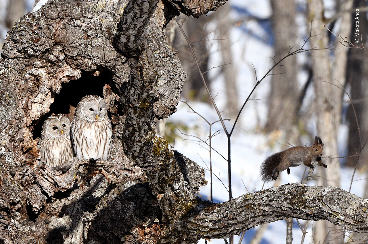 Wildlife Photographer of the Year