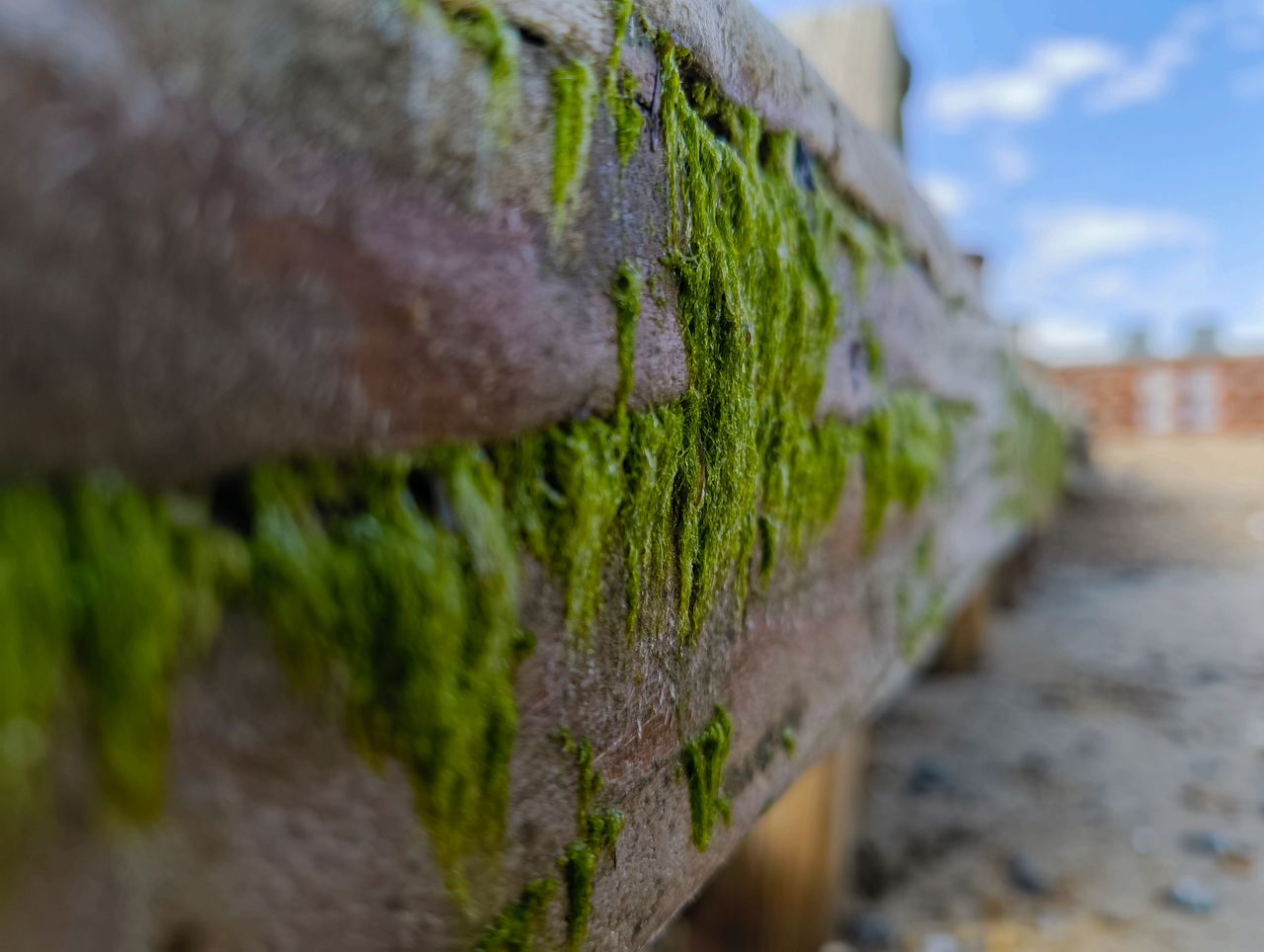 Nothing 2a Plus camera sample moss comparison