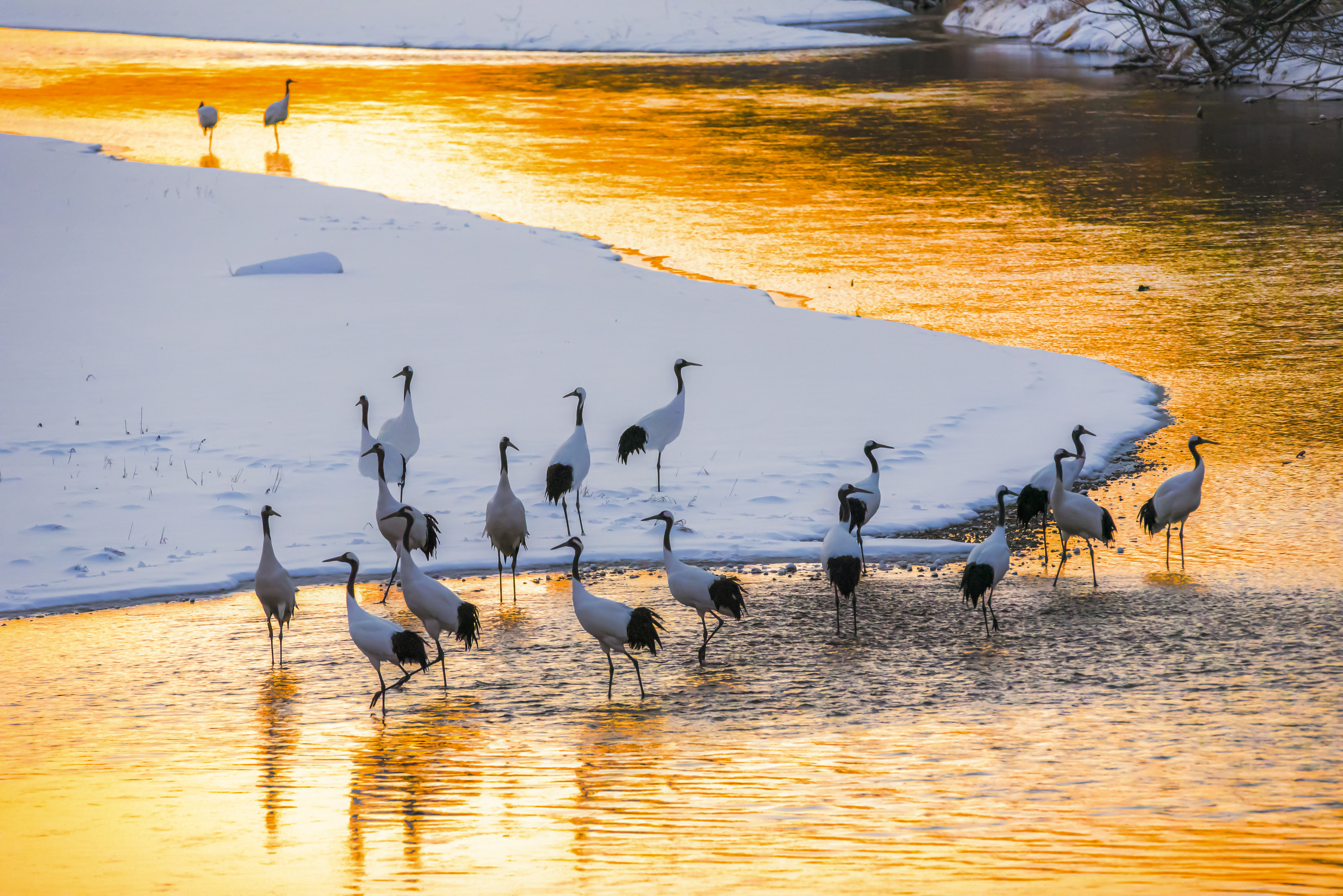 Japanese red crown cranes in Hokkaido