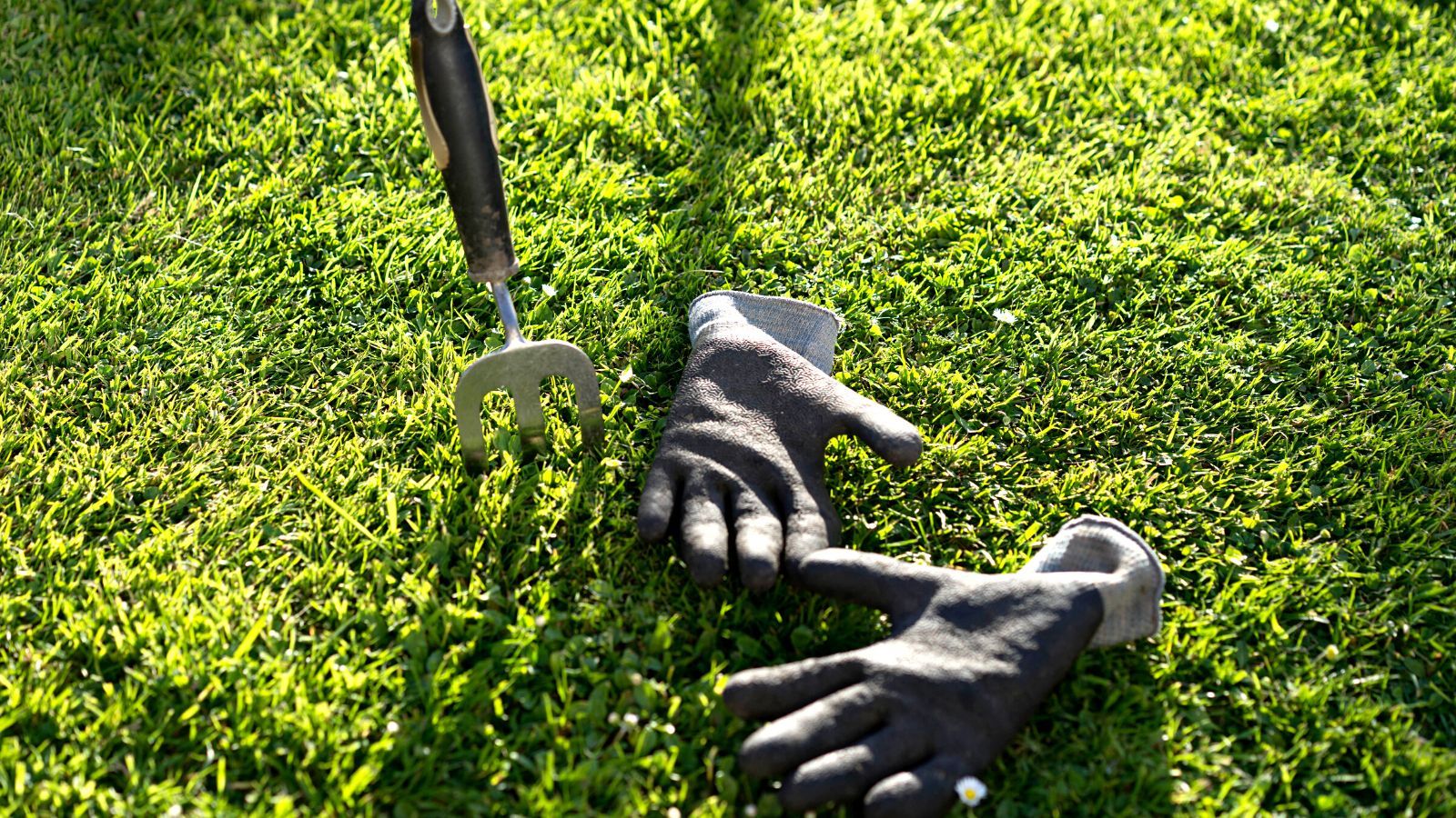 How to kill weeds but not grass experts 6 methods