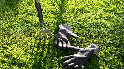 A green lawn with a fork tool and pair of gloves