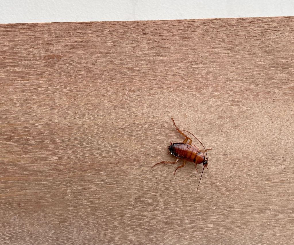 Experts share how to get rid of bedroom cockroaches | Homes and Gardens