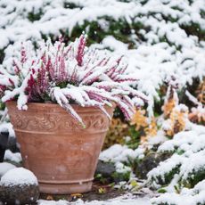 Common heather in flower pot covered with snow, evergreen juniper in the background, snowy garden in winter - stock photo