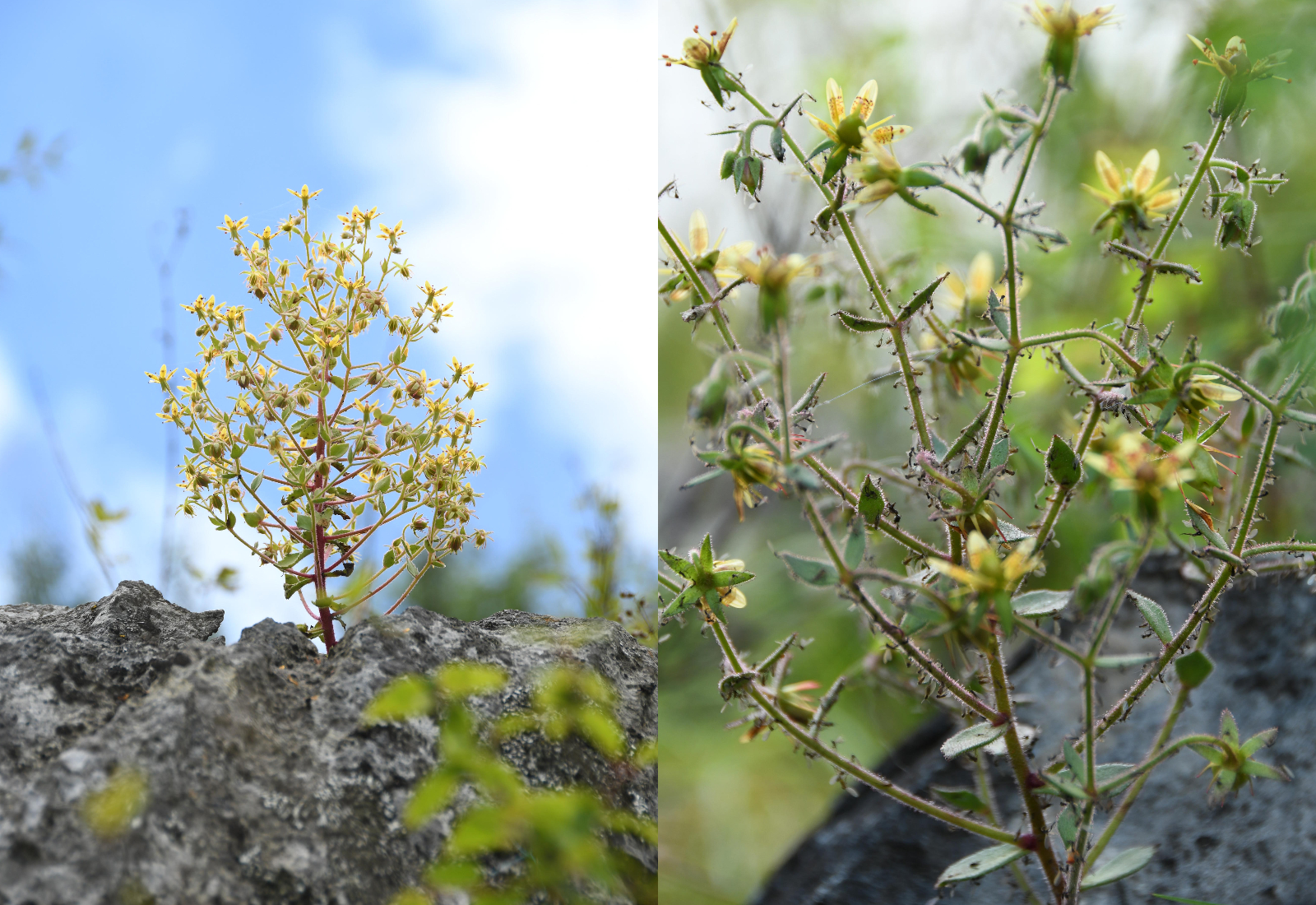 Two pictures of a carnivorous flowering plant in China with insects stuck on its branches and stem.