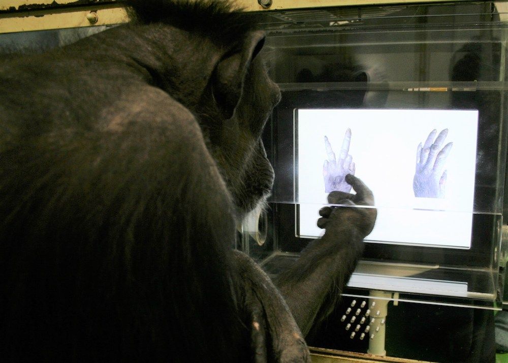 A chimpanzee named Ai chooses &quot;scissors&quot; out of &quot;scissors-paper.&quot;