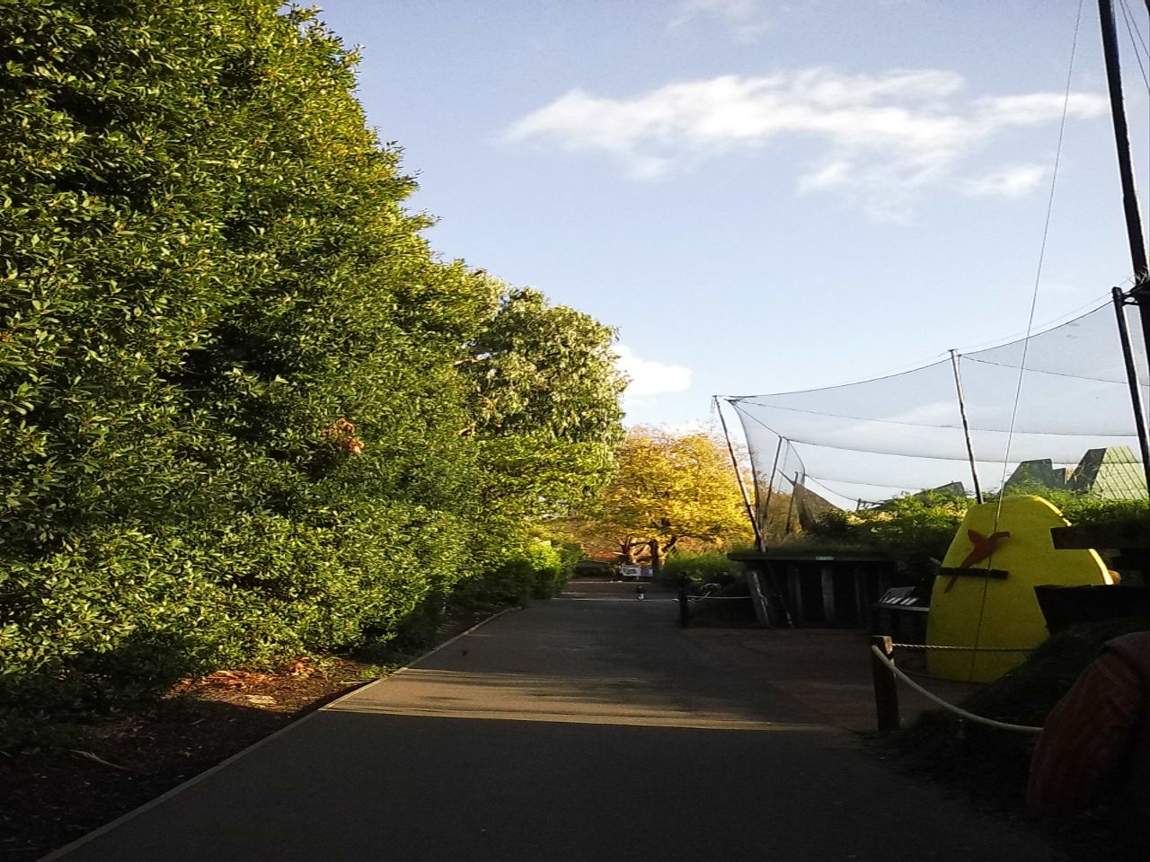 Walking along a tree lined path