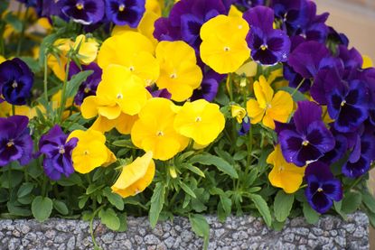 pansy blooms