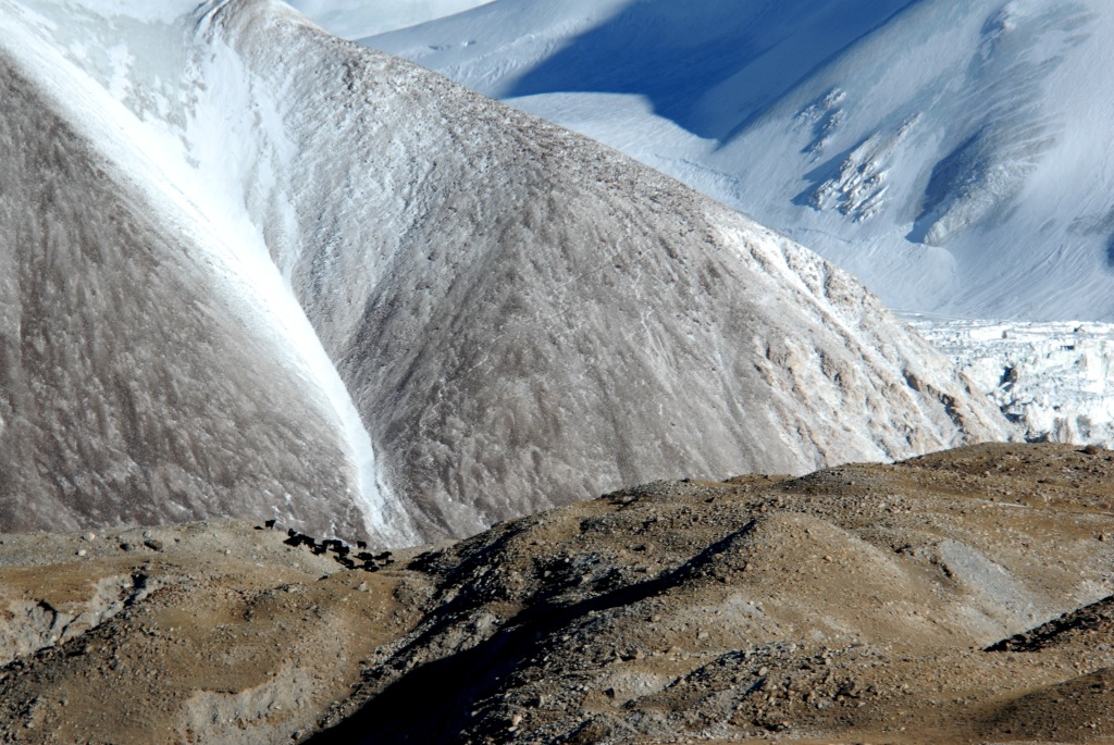 yaks, endangered species