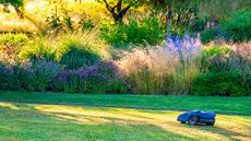 Robot mower on a lawn with purple flowers