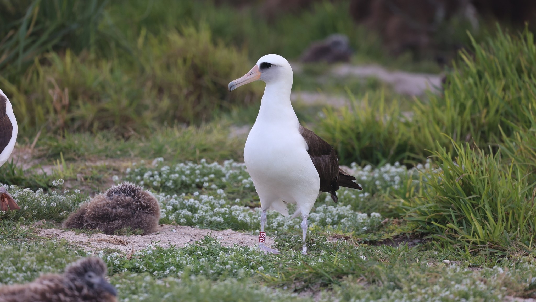 A female albatross in her 70s spotted at Midway Atoll National Wildlife Refuge.