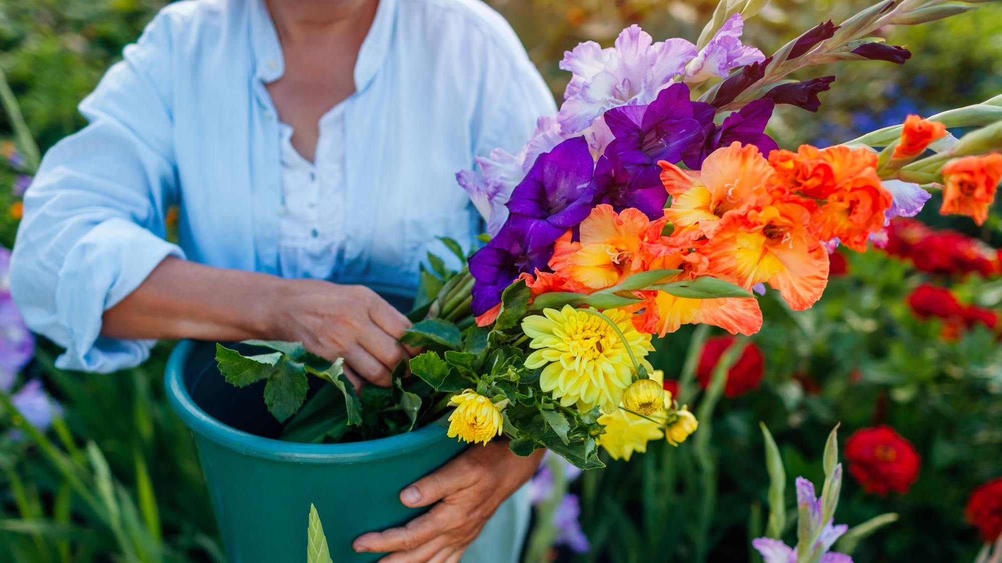 Gardener harvests gladiolus flowers