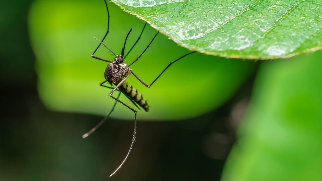 9-plants-to-keep-the-mosquitoes-away-this-summer-plants-mosquito