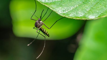 Mosquito on leaf