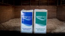 Nedz-pic.jpeg