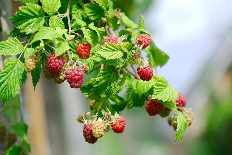 Fruiting raspberry bush