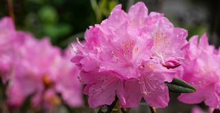 Close up image of a pink flowering azalea bush