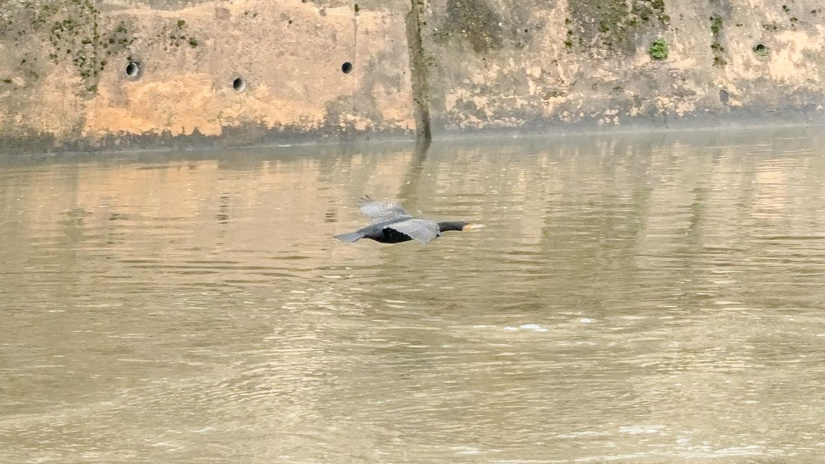 A photo of a bird taken on a Google Pixel 10 Pro XL