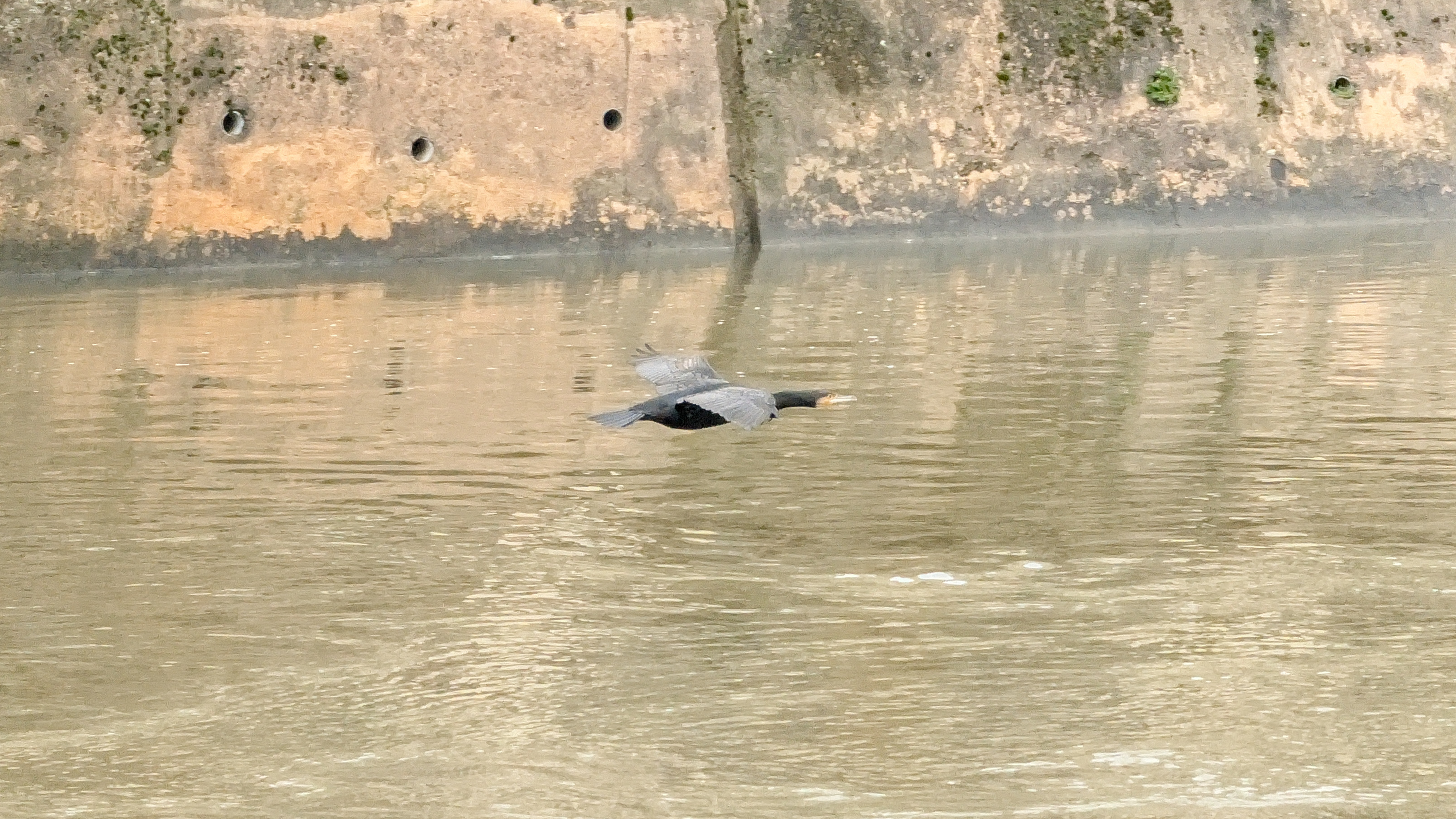 A photo of a bird taken on a Google Pixel 10 Pro XL