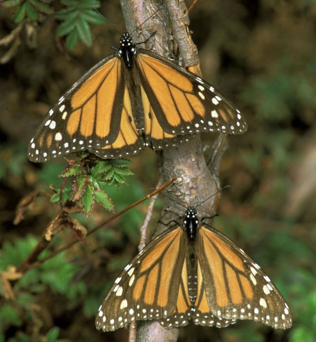 List 103+ Pictures where do the monarch butterflies go in mexico Completed