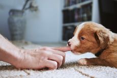 A little nibble is cute as a puppy — but it can quickly get painful and even dangerous, especially as the pup grows up.