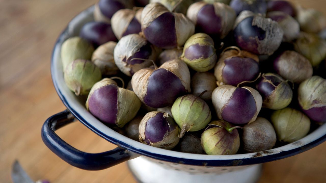 Purple tomatillos harvested in a colander