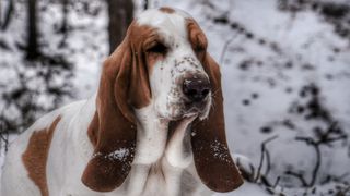 Basset hounds looks sad outside in the snow