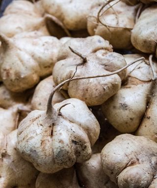 Jicama tubers close up