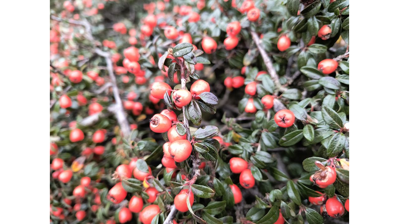 Motorola Edge 40 Neo camera sample