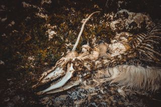 reindeer skeleton in permafrost