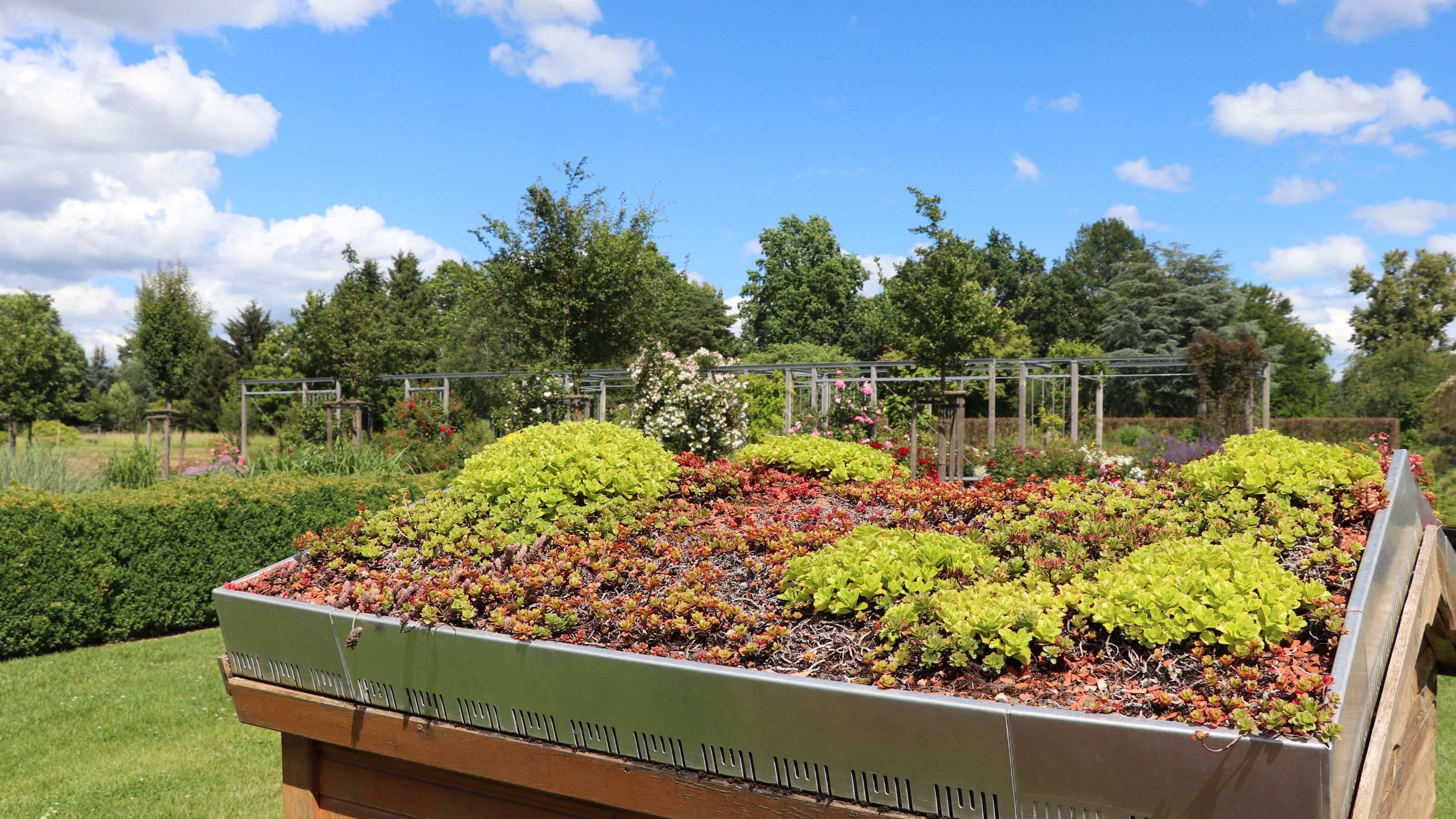 vegetation on a green roof