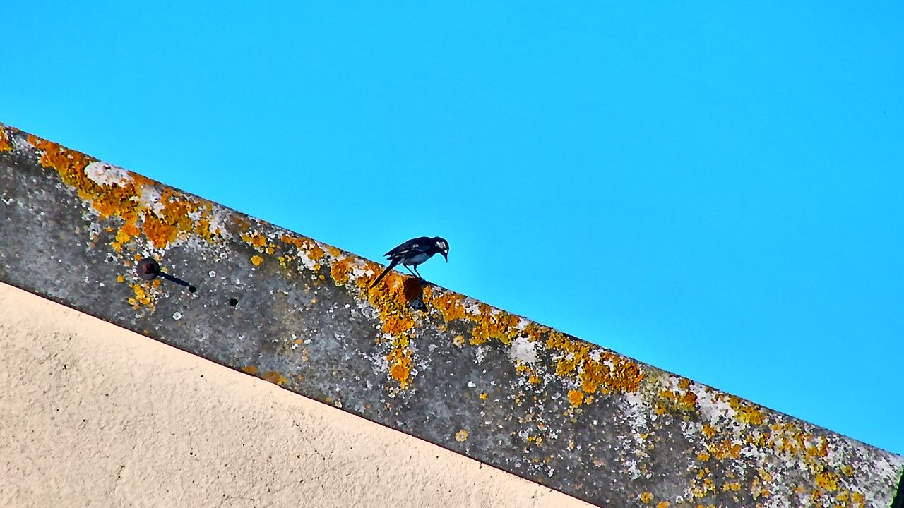 Distant bird photographed using AI spotting scope