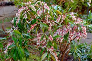 Pieris japonica, also called Japanese andromeda and Japanese pieris, is a broadleaf evergreen shrub, featuring drooping clusters of lily-of-the-valley-like flowers in early spring.