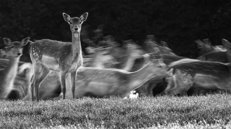 A slightly soft black and white shot of a deer stood still and looking directly towards the camera, while a herd of deer run behind it &ndash; a slightly long exposure has been used to turn the deer behind into a rush of movement