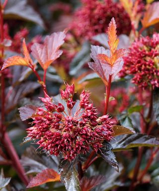 Ninebark, Physocarpus opulifolius 'Red Baron'