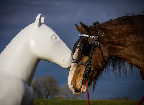 Hamilton horses RSG &amp;amp; Mairi 1