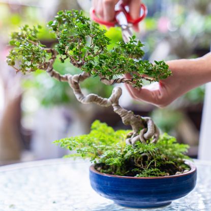 Pruning bonsai tree on tabletop