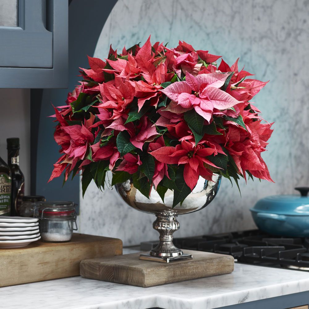 Poinsettia Care Tips – Expert Advice To Care For Christmas Plants ...