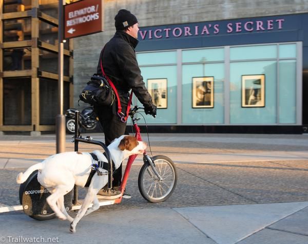 A dogpoweredscooter.com rider is propelled along by his dog