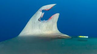 Close-up of damaged shark fin.