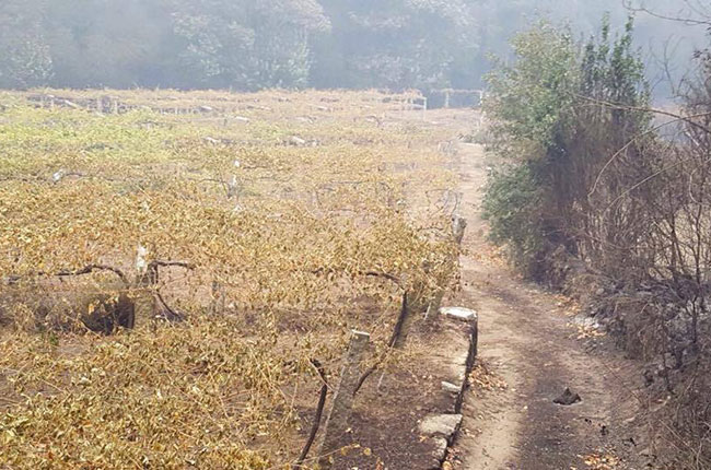 Fire damaged vineyards in R&amp;iacute;as Baixas.