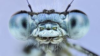 A close-up of an insect with a blue face and blue eyes