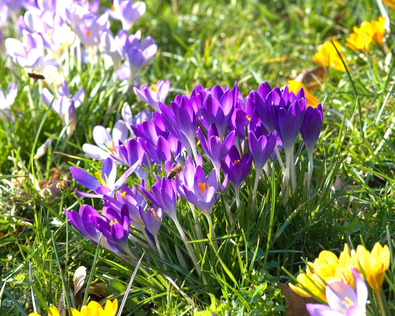 When to plant crocus – crocus in grass